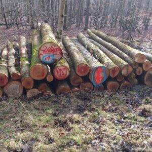 fd659aea56846559d4815b71f3bfd638.jpg Stammholz – Esche